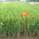 Resistant Variety- IR 20